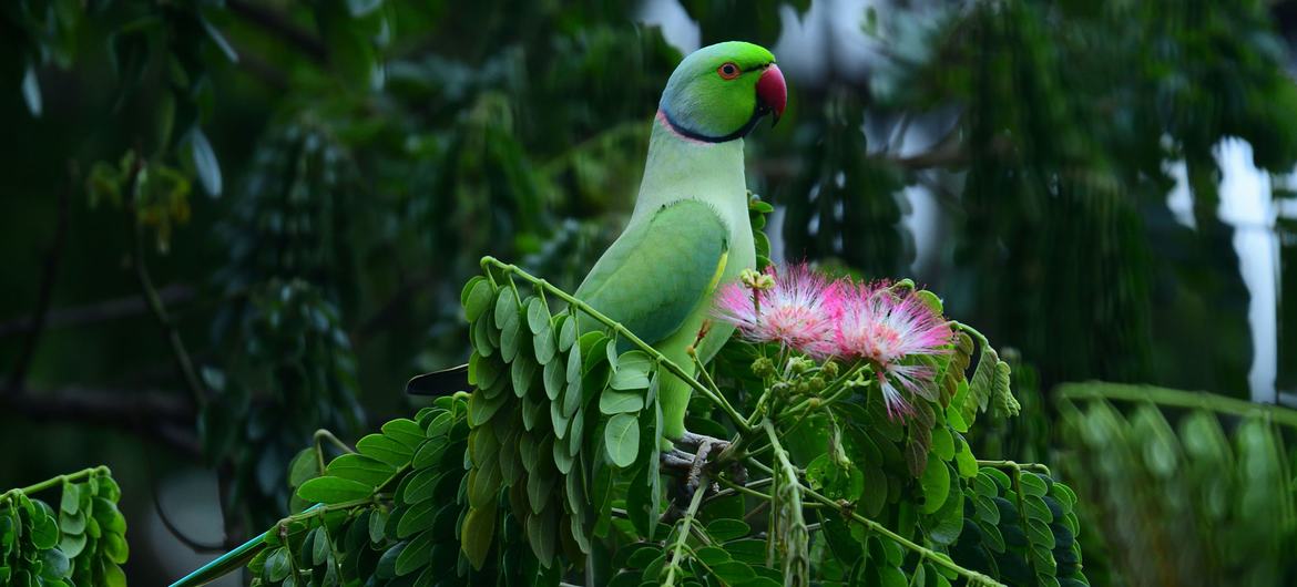 A parrot stands on a tree branch in Maharashtra, India.