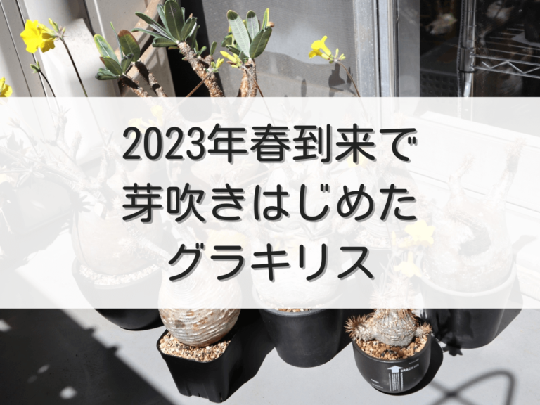 アイキャッチ（2023年春到来）