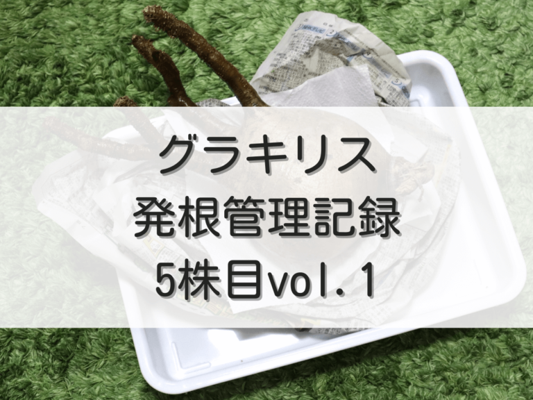 グラキリス 発根管理記録 5株目vol.1