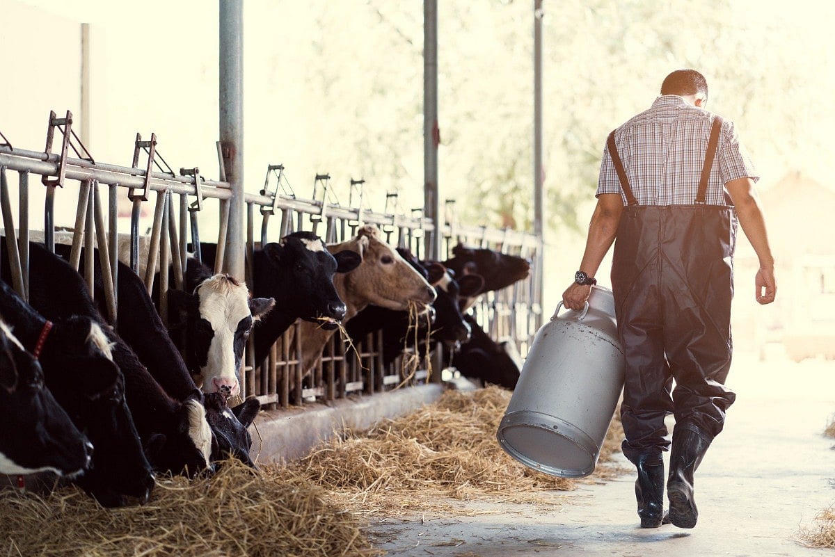 News Picture: California Declares Bird Flu Emergency as Outbreak in Cows Continues