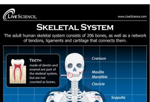 Dislocated Rib Symptoms