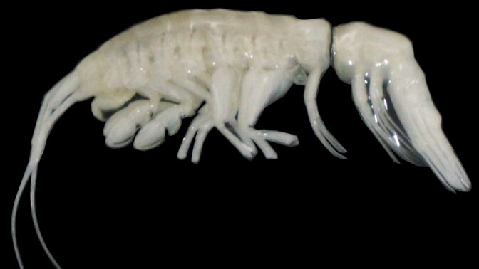 The newly discovered deep sea predator, Dulcibella camanchaca.