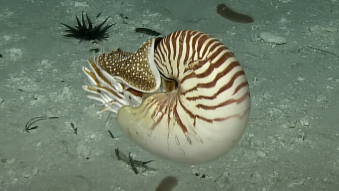 Rare footage of a nautilus recently filmed in the south Pacific Ocean.