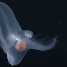 It took 150 sightings over 20 years and genetic testing to identify this new deep sea species.