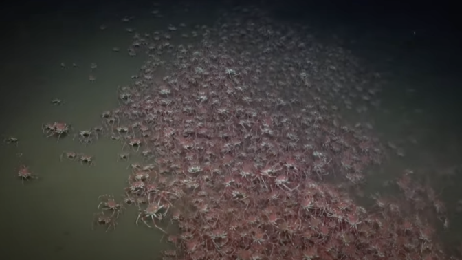 A giant congregation of crabs filmed 1,350 feet below the surface in the ocean off of Chile.