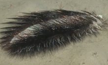 Scientists recently spotted this curious polychaete off the coast of Chile.