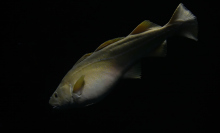 An Atlantic cod swimming in the dark ocean.