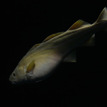 An Atlantic cod swimming in the dark ocean.