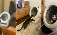 A cat looking at, stepping into, and then peeing in the Litter-Robot 4