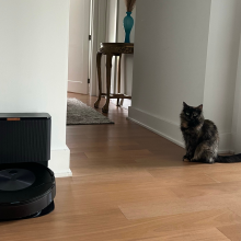 Roomba and charging dock on hardwood floor with cat in hallway in the background