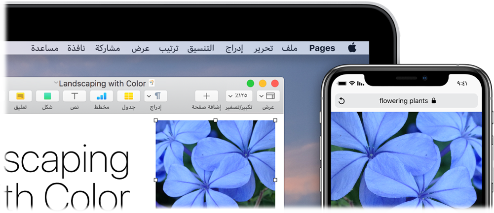 جهاز iPhone يعرض صورة، وبجواره جهاز Mac تظهر عليه الصورة أثناء لصقها في مستند Pages.