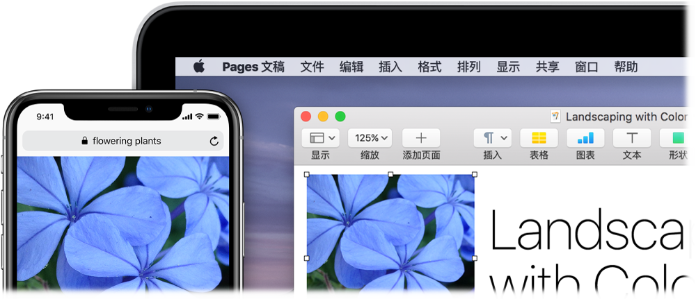 iPhone 显示一张照片，旁边的 Mac 上显示该照片被粘贴到 Pages 文稿中。