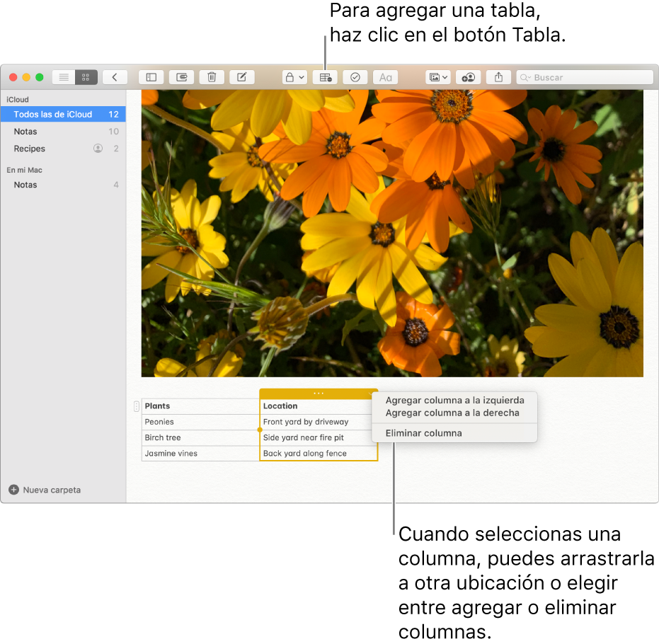 La ventana de Notas mostrando el botón Tabla que sirve para agregar una tabla. Dentro del contenido de la nota, se selecciona una columna de la tabla para poder agregar o eliminar columnas, o arrastrar una columna a otra ubicación.