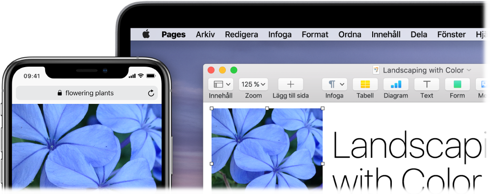 En iPhone som visar en bild, bredvid en Mac där samma bild klistras in i ett Pages-dokument.