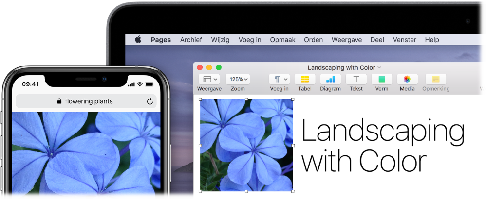 Een iPhone met een foto, met daarnaast een Mac waarop de foto in een Pages-document wordt geplakt.