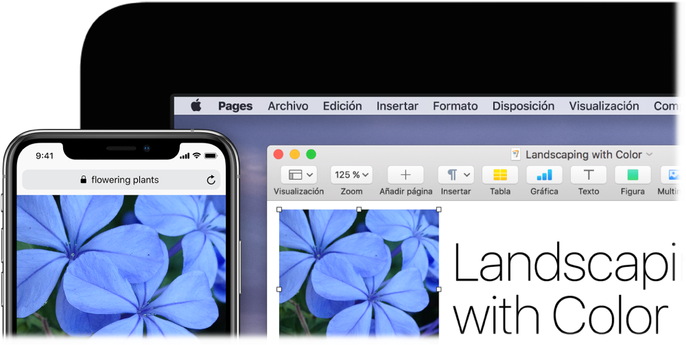 Un iPhone en el que se muestra una foto junto a un Mac en el que se muestra que la foto se está pegando en un documento de Pages.