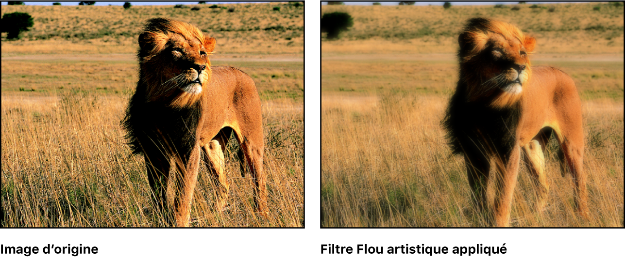 Canevas affichant l’effet du filtre Flou artistique