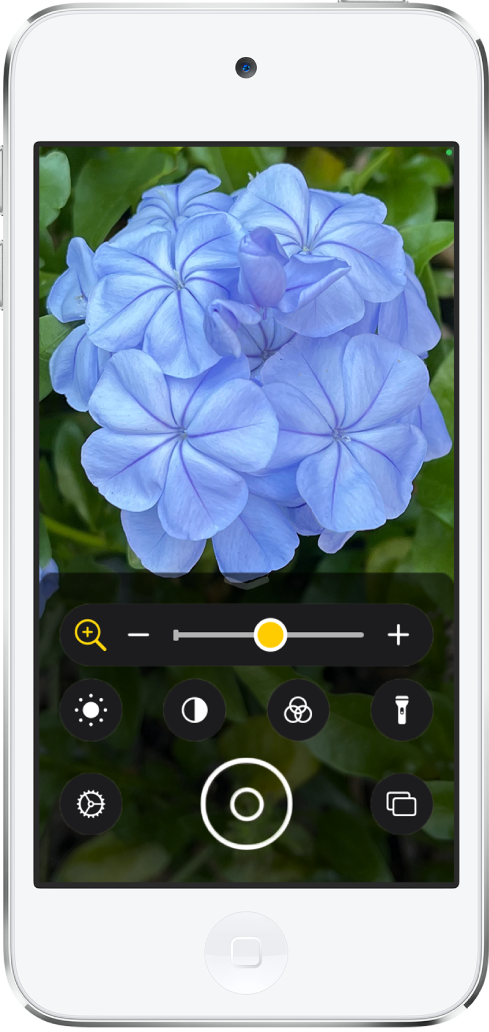 Màn hình Kính lúp đang hiển thị hình ảnh cận cảnh của một bông hoa.