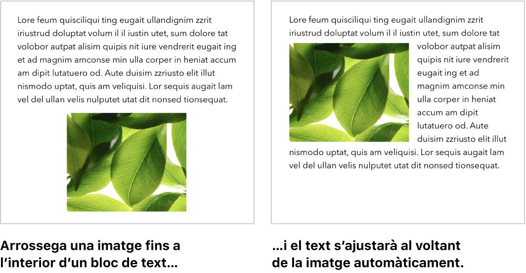 Una finestra del Pages mostrant com s’ajusta el text al voltant del gràfics.