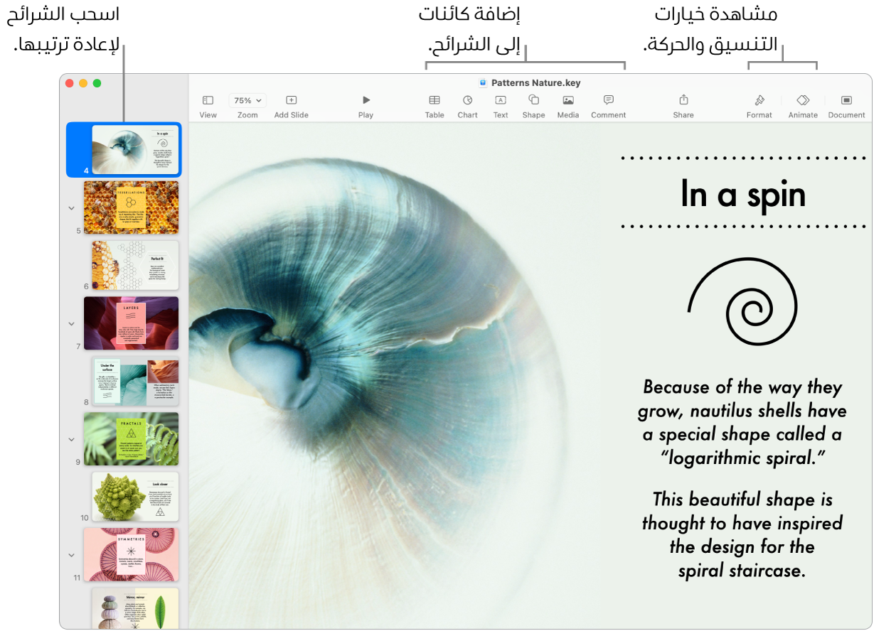 نافذة Keynote تعرض متصفح الشرائح على اليمين وكيفية إعادة ترتيب الشرائح، وشريط الأدوات وأدوات التعديل الخاصة به في الأعلى، والزر تعاون بالقرب من أعلى اليسار، والزرين تنسيق وحركة على اليسار.