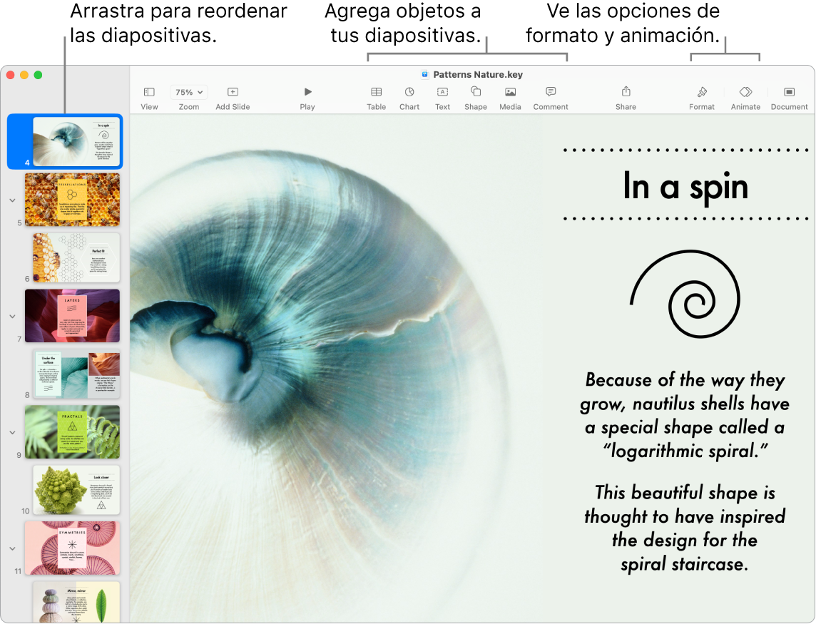Una ventana de Keynote mostrando el navegador de positivas a la izquierda y cómo se reorganizan las diapositivas; la barra de herramientas y sus herramientas de edición está en la parte superior, el botón Colaborar se encuentra cerca de la esquina superior derecha, y los botones Formato y Animar se encuentran en el lado derecho.