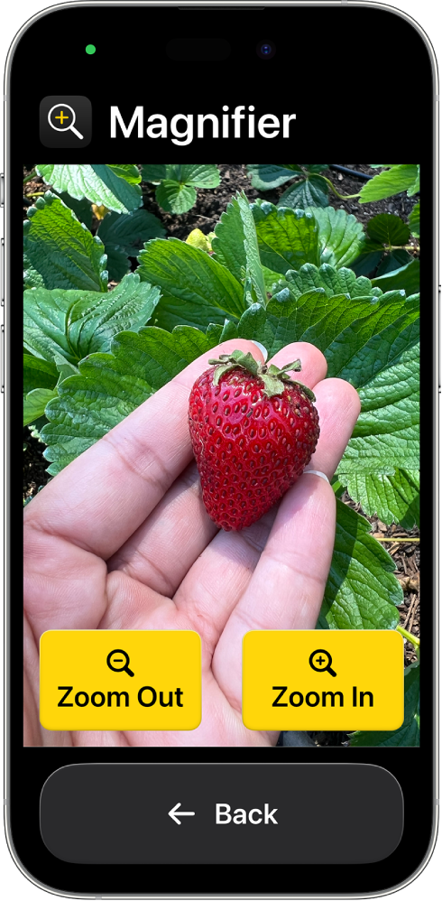 An iPhone in Assistive Access with the Magnifier app open. A close-up image of a hand holding a strawberry fills most of the screen, with Zoom In, Zoom Out, and Back buttons at the bottom.