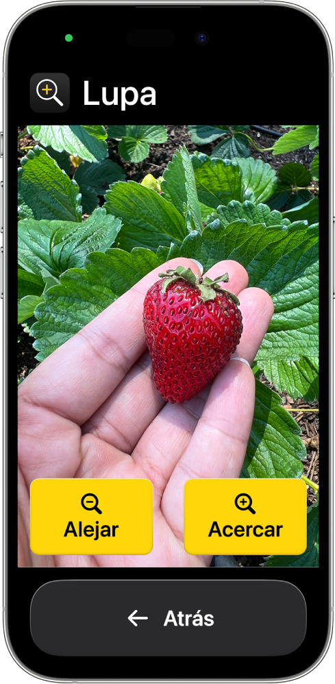 Un iPhone en el modo de acceso asistido con la app Lupa abierta. Una imagen de acercamiento de una mano sujetando una fresa ocupa la mayor parte de la pantalla, y los botones Acercar, Alejar y Atrás están en la parte inferior.