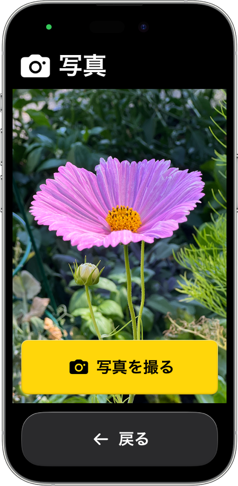 アシスティブアクセスを使用しているiPhone。カメラアプリが開き、写真を撮影するボタンと、前の画面に戻るボタンが大きく表示されています。