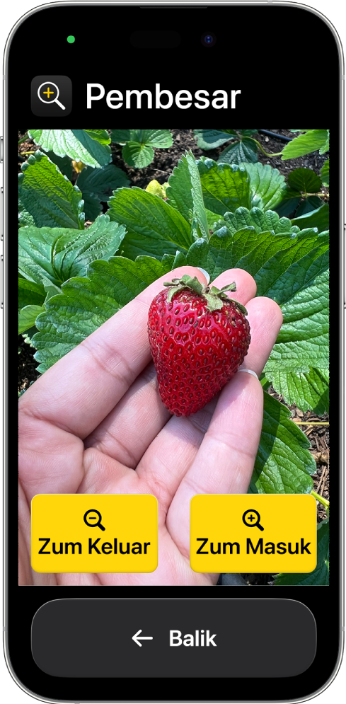 iPhone dalam Akses Bantu dengan app Pembesar dibuka. Imej dari dekat tangan memegang strawberi memenuhi sebahagian besar skrin, dengan butang Zum Masuk, Zum Keluar dan Kembali di bahagian bawah.