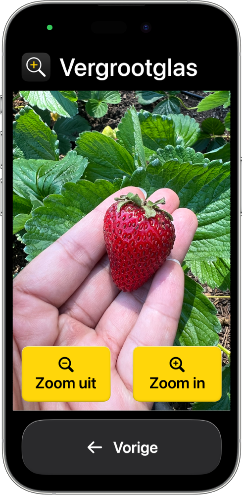 Een iPhone met hulpbedieningstoegang, waarop de Vergrootglas-app is geopend. Een close‑up van een hand die een aardbei vasthoudt, vult bijna het hele scherm. Onderaan staan de knoppen 'Zoom in', 'Zoom uit' en 'Vorige'.