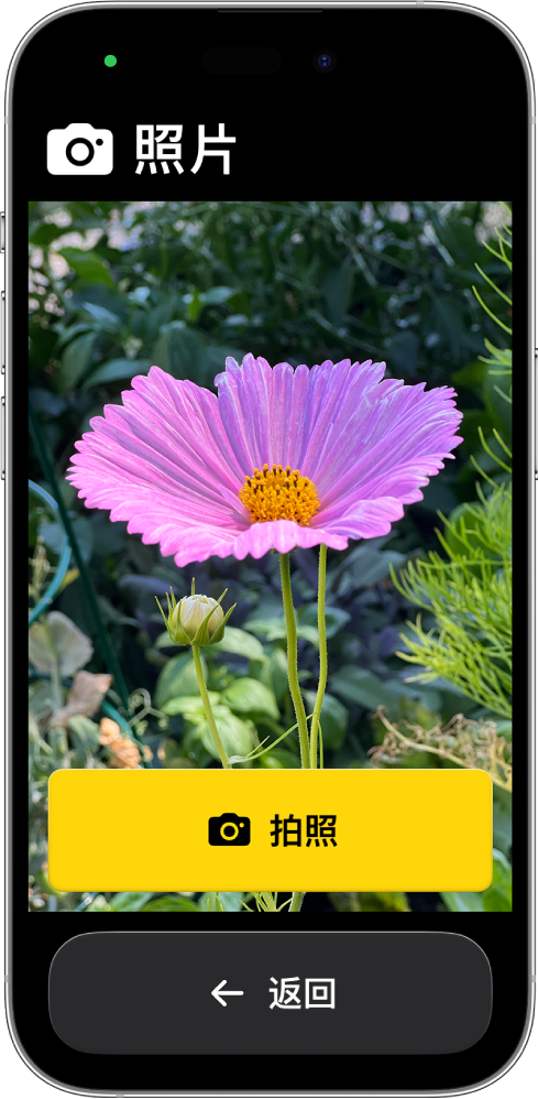 处于辅助访问模式的 iPhone 显示了打开的“相机” App，以及用于拍照和返回上个屏幕的大按钮。