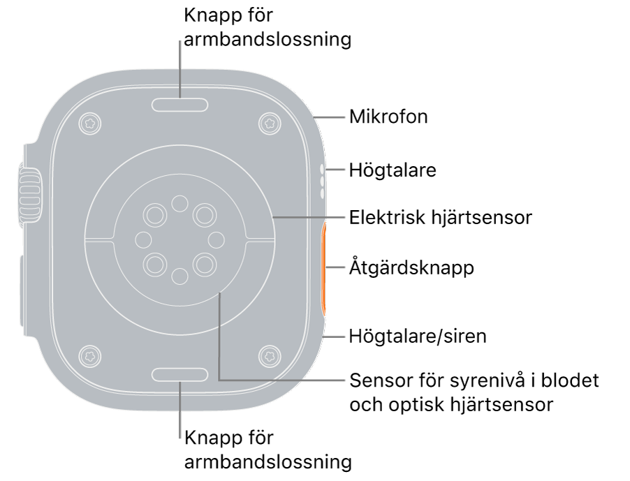 Baksidan på Apple Watch Ultra med med knapparna för armbandslossning högst upp och längst ned. På sidan pekar streck mot en mikrofon, en högtalare, den elektriska hjärtsensorn, snabbknappen, en högtalarport där sirenen sänds ut, sensorer för syrenivå i blodet samt optiska hjärtsensorer.