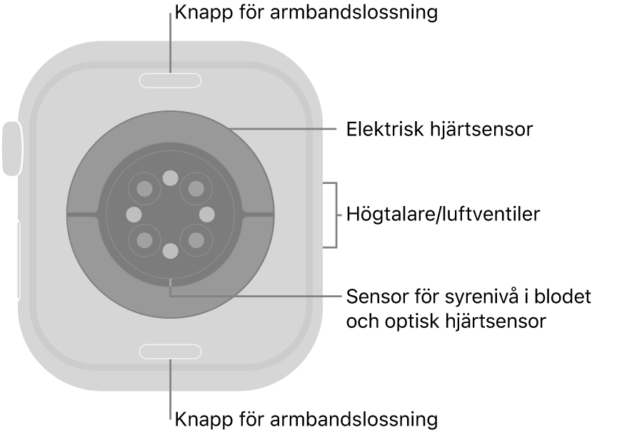 Baksidan på Apple Watch Series 10 med knapparna för armbandslossning högst upp och längst ned, de elektriska hjärtsensorerna, optiska hjärtsensorerna och sensorerna för syrenivån i blodet i mitten och högtalaren/luftventiler på sidan.