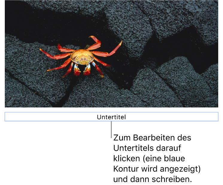 Der Platzhalter-Untertitel „Untertitel“ erscheint unter einem Foto, ein blauer Rahmen um das Untertitelfeld gibt an, dass es ausgewählt ist.