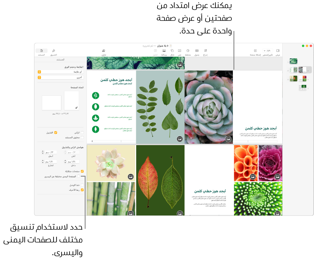 نافذة Pages وتظهر بها الصور المصغرة للصفحة وصفحات المستند معروضة كمجموعة امتداد من صفحتين. في الشريط الجانبي "المستند" على الجانب الأيسر، خانة الاختيار "الصفحة اليمنى مختلفة عن اليسرى" غير محددة.