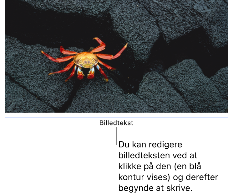 Eksempelbilledteksten “Billedtekst” vises under et foto, og en blå kontur rundt om feltet med billedtekst viser, at det er valgt.
