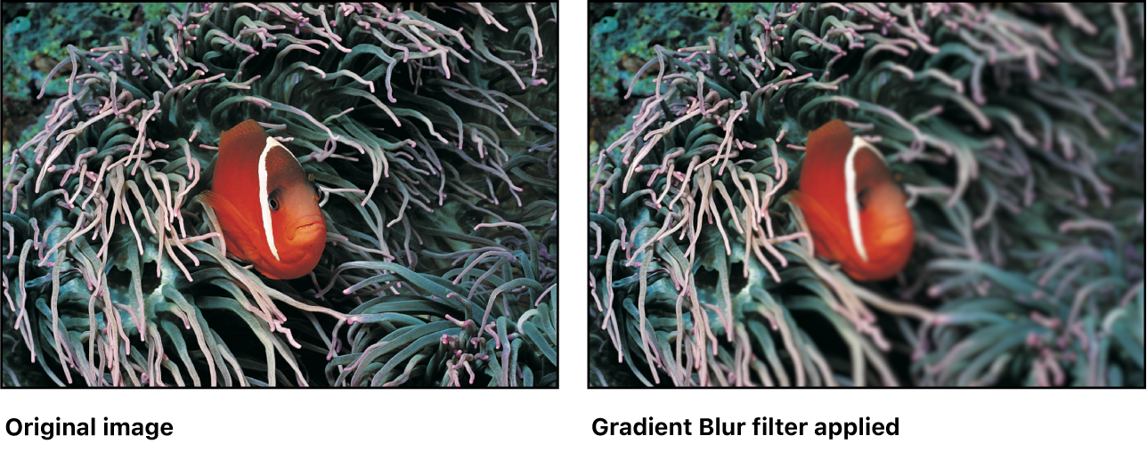 Canvas showing effect of Gradient Blur filter