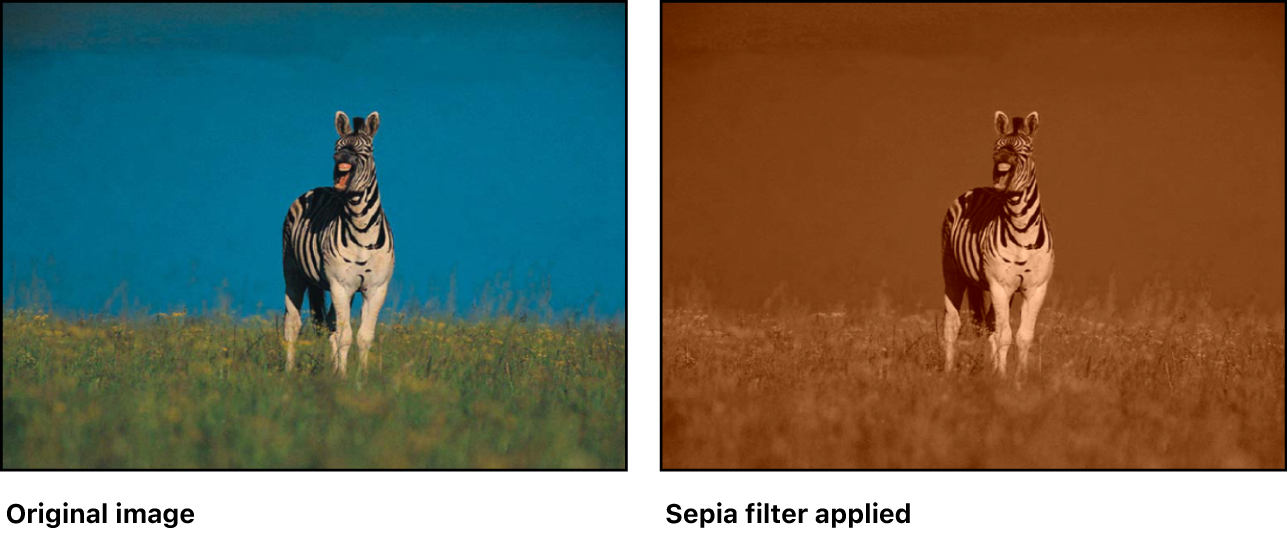 Canvas showing effect of Sepia filter