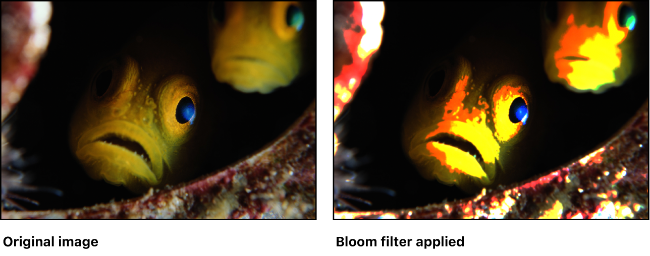 Canvas showing effect of Bloom filter