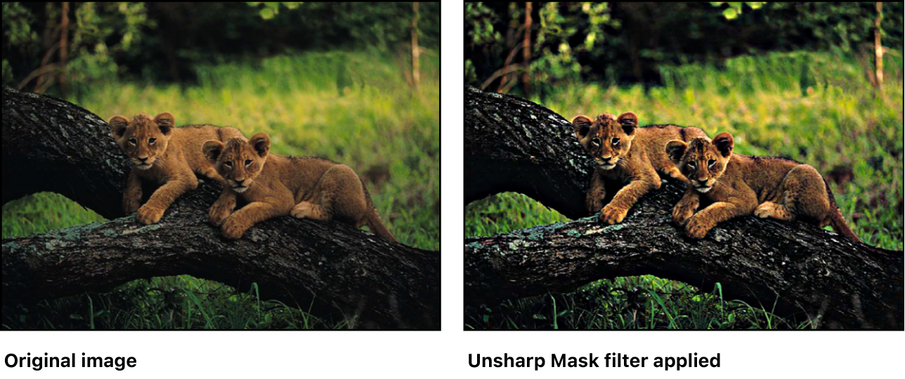 Canvas showing effect of Unsharp Mask filter