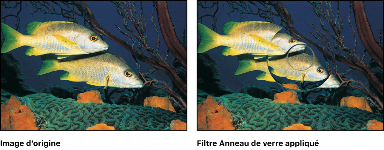 Canevas affichant l’effet du filtre Anneau de verre