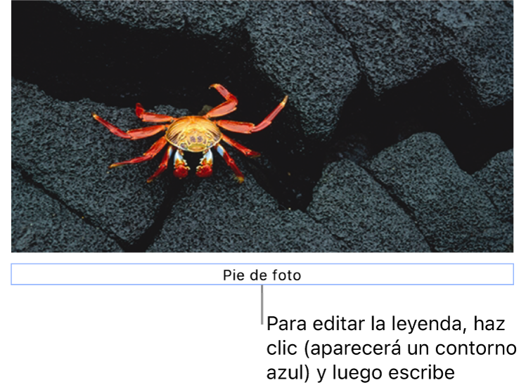 La leyenda del marcador de posición (“Leyenda”) aparece debajo de una foto; un contorno azul alrededor del campo de leyenda indica que está seleccionado.