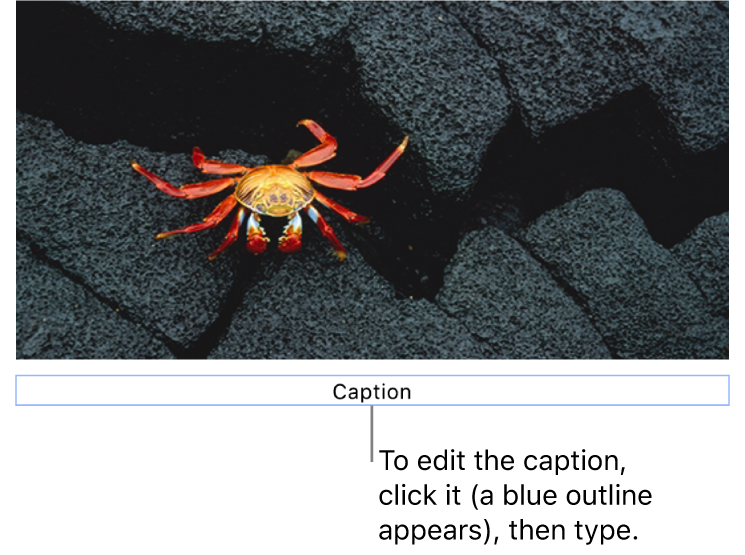 The placeholder caption, “Caption”, appears below a photo; a blue outline around the caption field shows it’s selected.