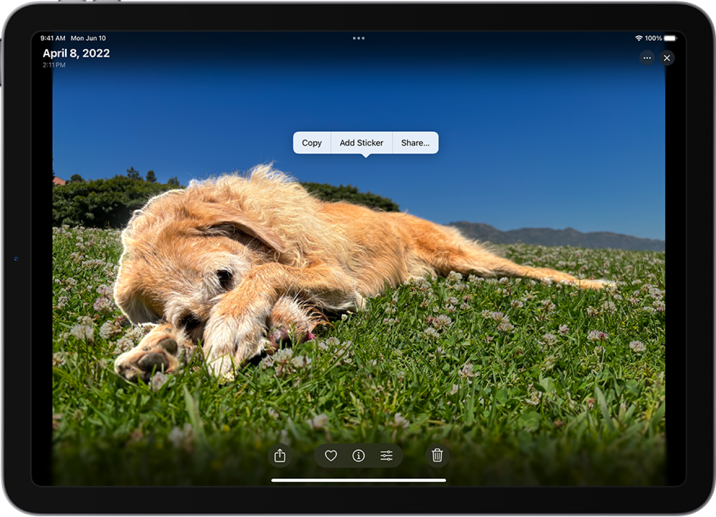 The Photos app is open to a photo of a dog. The dog is selected, and the option Add Sticker is available in the menu above.