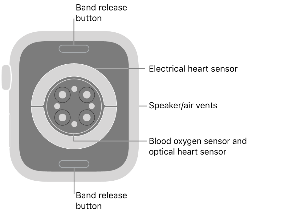 The back of Apple Watch Series 9, with the band release buttons at top and bottom, the electrical heart sensors, optical heart sensors, and blood oxygen sensors in the middle, and the speaker/air vents on the side.