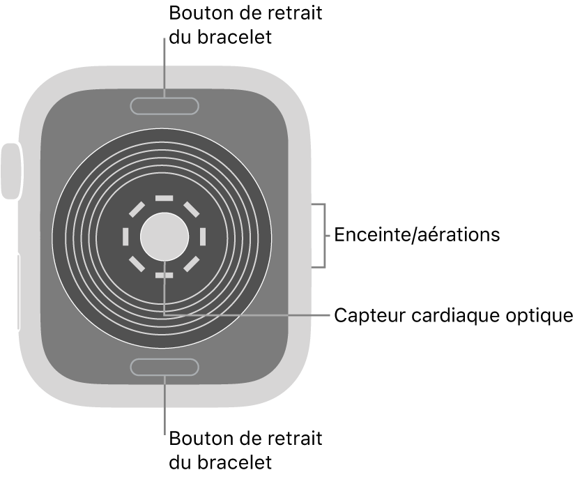 L’arrière de l’Apple Watch SE, avec les boutons de retrait du bracelet en haut et en bas, le capteur optique de fréquence cardiaque au milieu, ainsi que le haut-parleur et les aérations sur le côté.