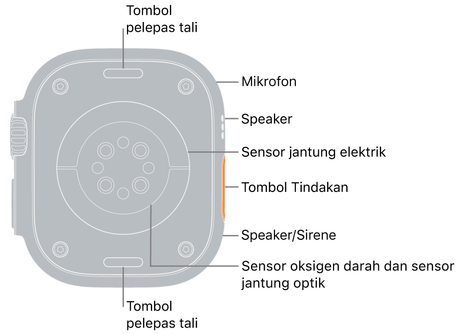 Bagian belakang Apple Watch Ultra, dengan tombol lepas tali di bagian atas dan bawah. Di bagian samping, keterangan menunjuk ke mikrofon, speaker, sensor jantung listrik, tombol Tindakan, port speaker sumber sirene, sensor oksigen darah, dan sensor jantung optik.