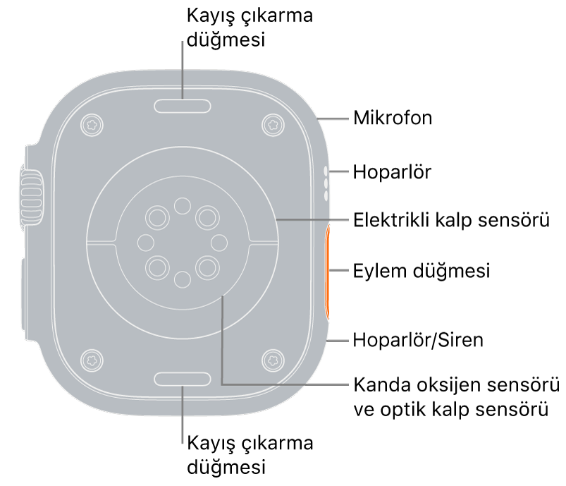 Üstte ve altta kayış çıkarma düğmeleri ile Apple Watch Ultra’nın arkası. Yan taraftaki belirtme çizgileri bir mikrofona, hoparlöre, elektrikli kalp atış hızı sensörüne, Eylem düğmesine, sirenin yayıldığı bir hoparlör kapısına, kanda oksijen sensörlerine ve optik kalp sensörlerine işaret ediyor.