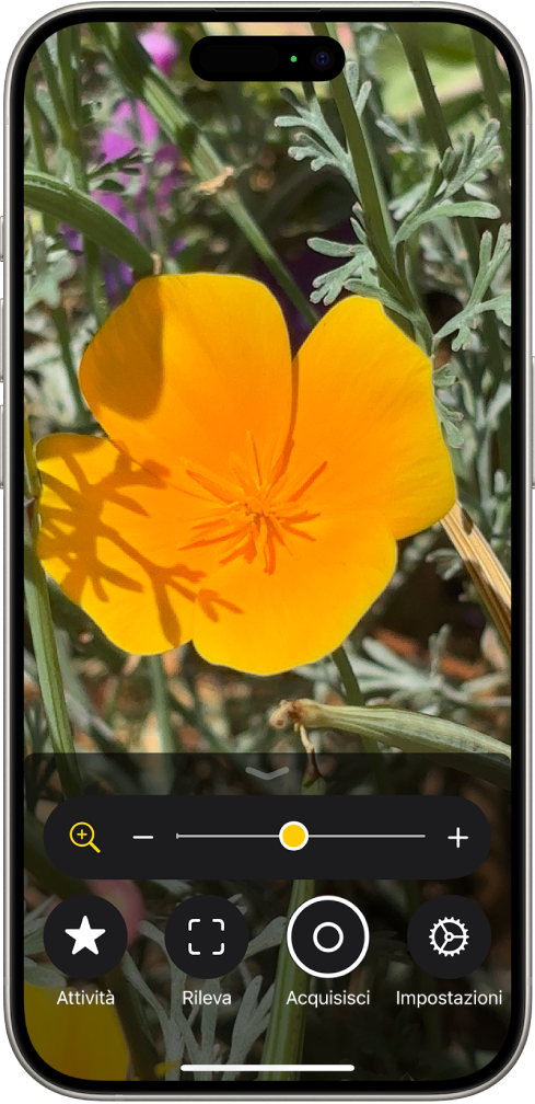 Schermata dell’app Lente che mostra un fiore ingrandito.