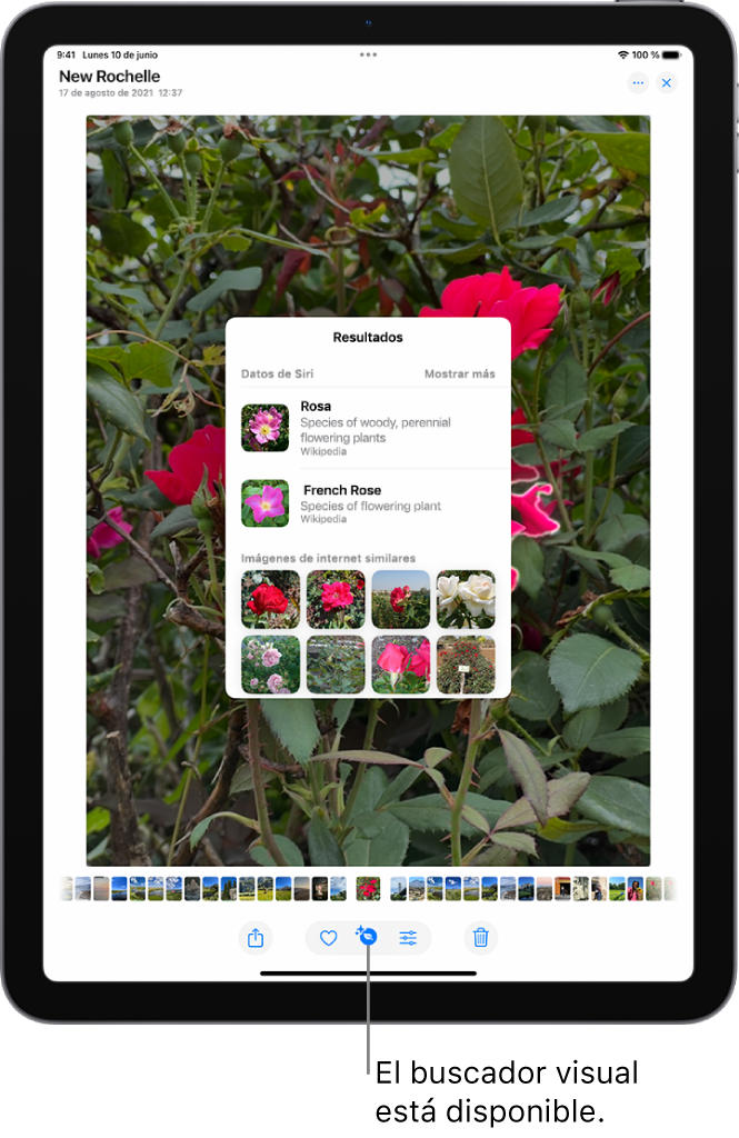 Hay una foto abierta en la app Fotos. En la parte inferior de la pantalla, el botón Información muestra un icono que indica que hay información del buscador visual disponible. Se selecciona el botón y los resultados del “Buscador visual” se muestran en la pantalla.